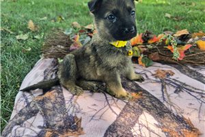 Melinda - puppy for sale