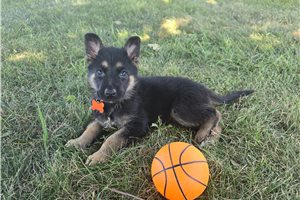 Jamison - German Shepherd for sale