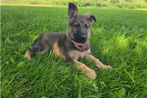 Jillian - German Shepherd for sale