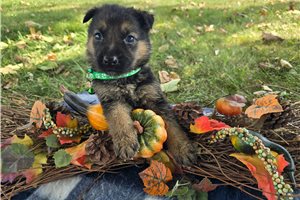 Murphy - puppy for sale