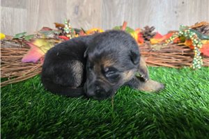 Jynx - German Shepherd for sale