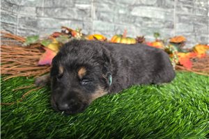 Jackson - puppy for sale