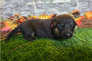 Julia - puppy for sale
