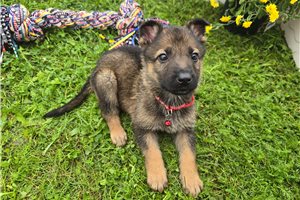 Milo - German Shepherd for sale
