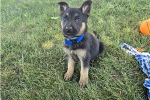 Jimmy - German Shepherd for sale