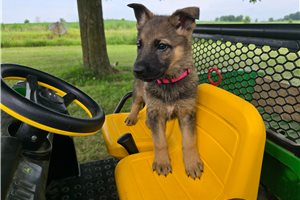 Jillian - German Shepherd for sale
