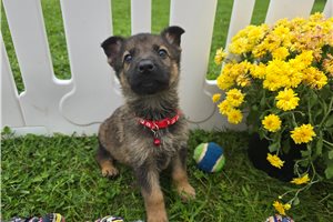 Milo - German Shepherd for sale