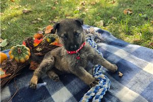 Memphis - German Shepherd for sale