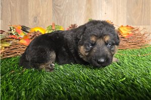Jace - puppy for sale