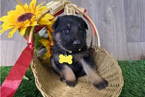 Juniper - German Shepherd for sale