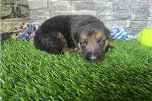 Murphy - German Shepherd for sale