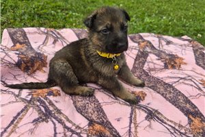 Melinda - German Shepherd for sale