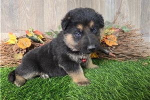 Jace - German Shepherd for sale