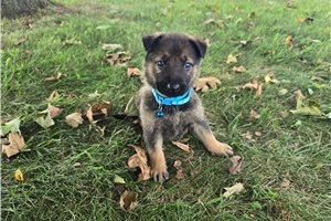 Dante - German Shepherd, placed in Fort Wayne