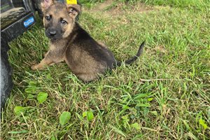 Jillian - German Shepherd for sale