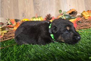 Jeremiah - puppy for sale