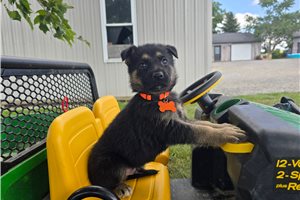 Jamison - German Shepherd for sale