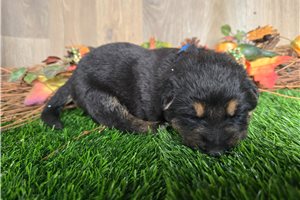Joseph - puppy for sale