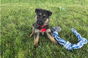 Jinx - puppy for sale