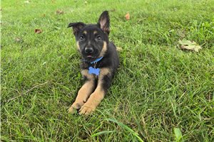 Jimmy - German Shepherd for sale