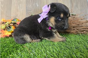 Jocelyn - German Shepherd for sale
