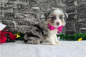 Annamae - puppy for sale