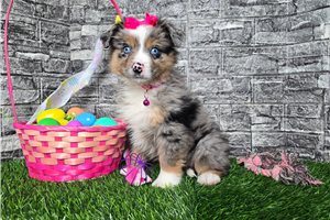 Casey - Miniature Australian Shepherd for sale