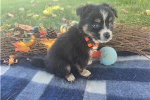 Cory - Miniature Australian Shepherd for sale