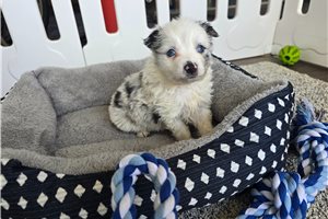Heath - Miniature Australian Shepherd for sale