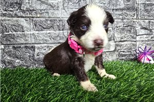 Kaitlin - Miniature Australian Shepherd for sale