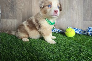 Barry - Miniature Australian Shepherd for sale