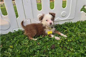 Bessie - Miniature Australian Shepherd for sale