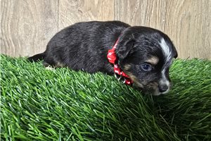 Carver - Miniature Australian Shepherd for sale