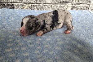 Indiana - Miniature Australian Shepherd for sale