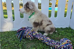 Barry - Miniature Australian Shepherd for sale