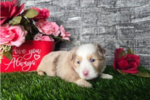 Hermes - Miniature Australian Shepherd for sale