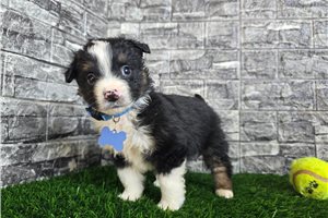 Chester - Miniature Australian Shepherd for sale