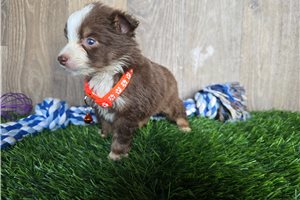 Kole - Miniature Australian Shepherd for sale
