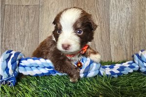 Kole - Miniature Australian Shepherd for sale