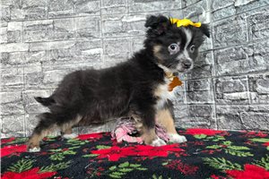 Artemis - Miniature Australian Shepherd for sale