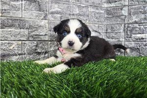 Goldie - Miniature Australian Shepherd for sale
