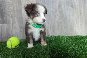 Chief - Miniature Australian Shepherd for sale