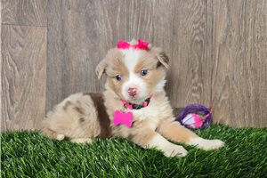 Gwendolyn - Miniature Australian Shepherd for sale