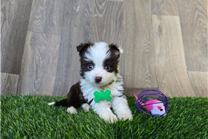 Hazel - Miniature Australian Shepherd for sale