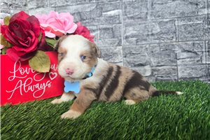Chieftain - puppy for sale