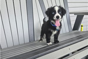 Kaleb - Miniature Australian Shepherd for sale