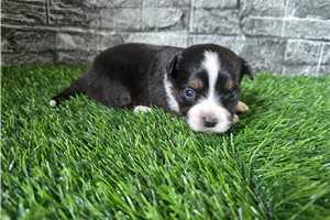 Gabriella - Miniature Australian Shepherd for sale