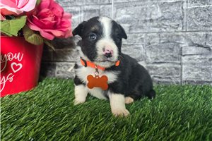 Chester - Miniature Australian Shepherd for sale