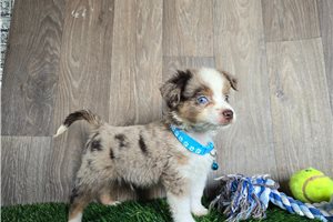 Kassius - puppy for sale