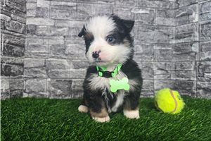 Clement - Miniature Australian Shepherd for sale